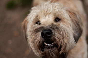 Wheaten Terrier