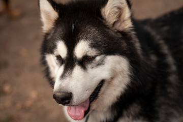 Alaskan Malamute