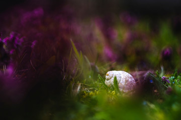 Spring nature background with snail in sunset