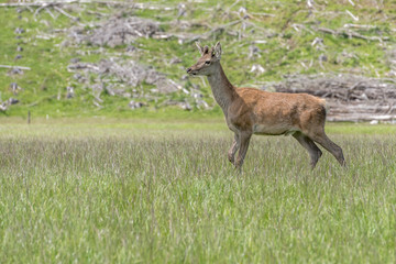 deer in field at animal farm, near The Key, New Zealand