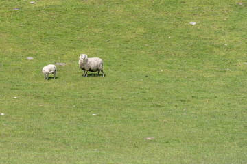 flocculent sheep and lamb on green slope, near Manapouri, New Zealand