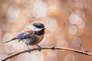 Close up of Chestnut backed Chickadee (Poecile rufescens) perched on a branch  blurred background, San Francisco bay area, California © Sundry Photography