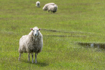 Fototapeta premium attentive bedraggled flocculent sheep, near Te Anau, New Zealand