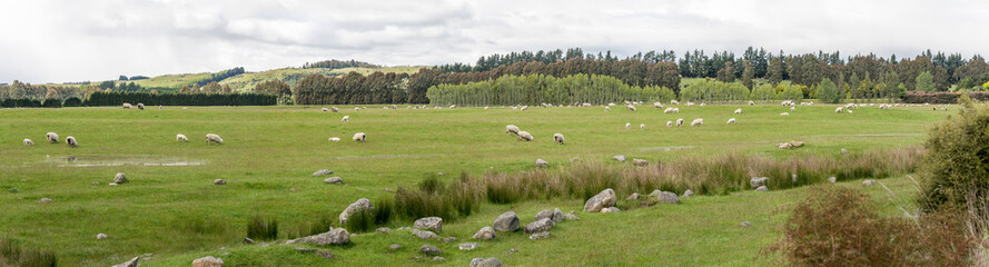 large sheep flock in green hilly countryside, near Te Anau, New Zealand