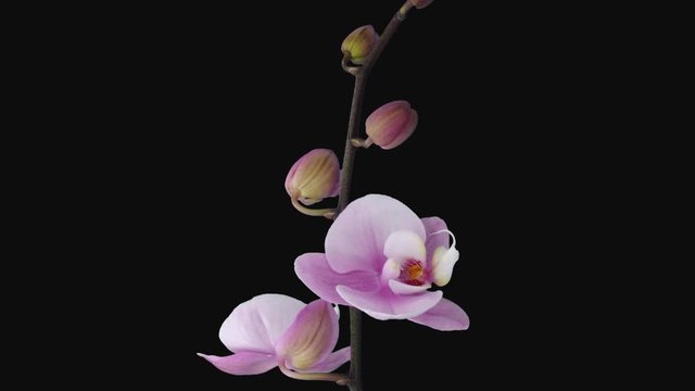 Time-lapse of opening soft pink Phalaenopsis orchid 1e1 in PNG+ format with ALPHA transparency channel isolated on black background