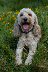 Cockapoo