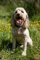 Cockapoo
