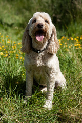 Cockapoo