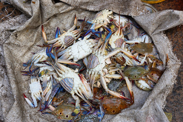 Fresh indian crabs in a fishermen market in Cochin, India