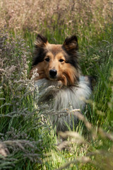 Rough Collie