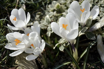 many white crocuses  on a sunny day on the flowerbed. green young leaves and white bloom of crocus growing on soil in early spring. floral background