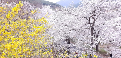 spring flowers in the mountains