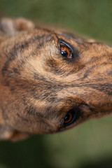 Whippet