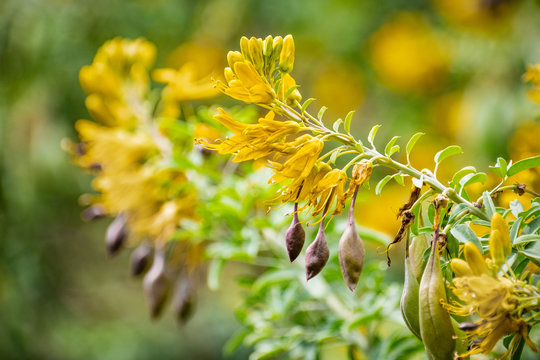 Close up of Peritoma arborea (known as bladderpod) wildflowers and seed pods blooming in a public park in South San Francisco Bay Area, California