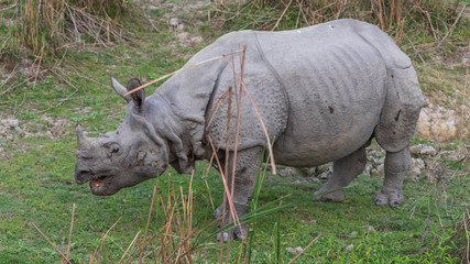 Fototapeta na wymiar Indian rhinoceros (Rhinoceros unicornis) grazing at Kariranga National Park