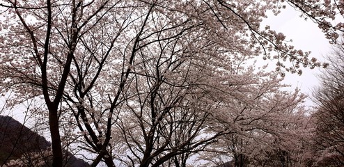 silhouette of a tree