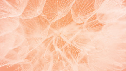 Color of the Year 2024 Peach Fuzz. Beautiful soft pink background. Water drops on a parachutes dandelion.