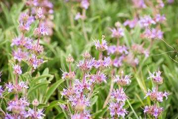 Close up of Cleveland sage (Salvia clevelandii) blooming in a public park in South San Francisco Bay Area, California