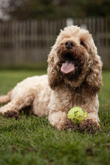 Cockapoo