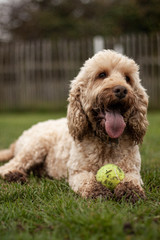 Cockapoo