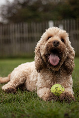 Cockapoo