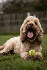 Cockapoo