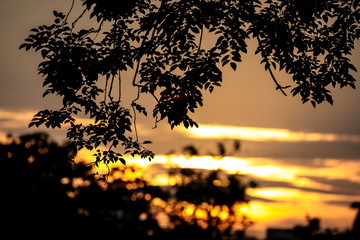 Orange sunrise sky with branches of tree in silhouette view