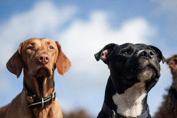 Vizsla and Staffordshire Terrier