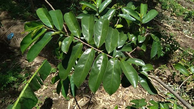 Green soursop laves or Prickly Custard Apple. (Annona muricata L., graviola, guyabano, guanábana). Plant for Treatment of carcinoma.
