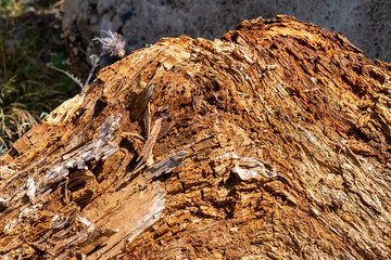 wood texture