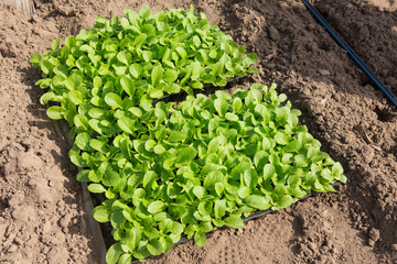 two containers on farmland with green seedlings of radishes or other early vegetables