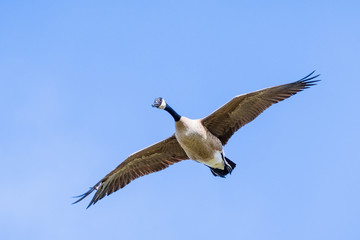 Close up of Canada Goose (Branta canadensis) flying; blue sky background; San Francisco bay area, California