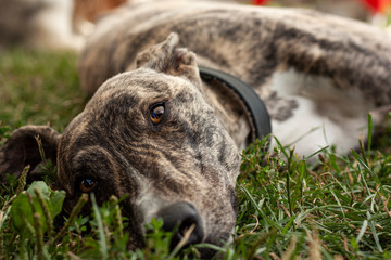 Whippet