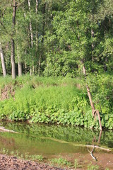 Fototapeta na wymiar small river in a green forest on a sunny summer day, forest