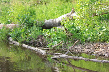 small river on a sunny summer day with trees and plants, green forest, fallen trees