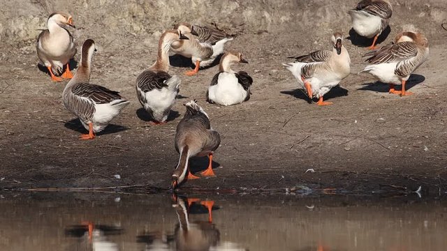 gray geese drink water stand on the lake