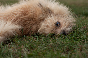 Terrier is rolling on back