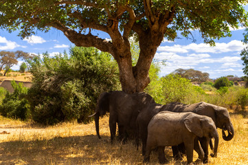 Fototapeta premium Elephants under a tree Serengeti Tanzania