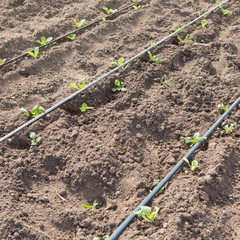 green sprouts and drip irrigation pipes on farmland, closeup
