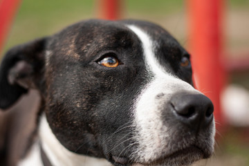 staffordshire bull terrier