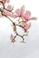 Fototapeta na wymiar Magnolia branch with flowers