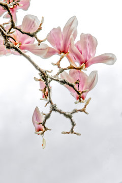 Magnolia branch with flowers