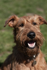 Irish Terrier