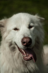 Obraz na płótnie Canvas Alaskan White Malamute