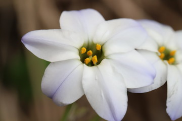 Obraz premium ハナニラの白い花