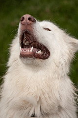 Obraz premium Alaskan White Malamute