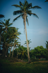 Fototapeta na wymiar Single palm tree in Kabalana