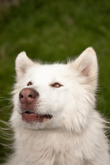 Alaskan White Malamute