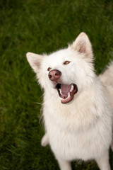 Alaskan White Malamute