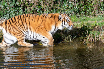 Fototapeta na wymiar Tiger schleicht durchs Wasser